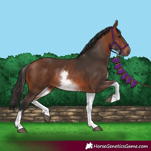 Horse Color:White Spotted Bay Tobiano 