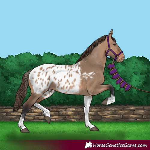 Horse Color:White Spotted Bay Dun Tobiano Appaloosa Rabicano 