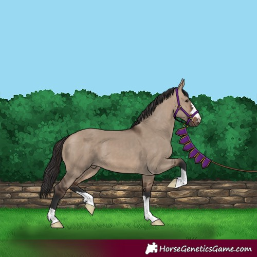 Horse Color:Brown Dun 