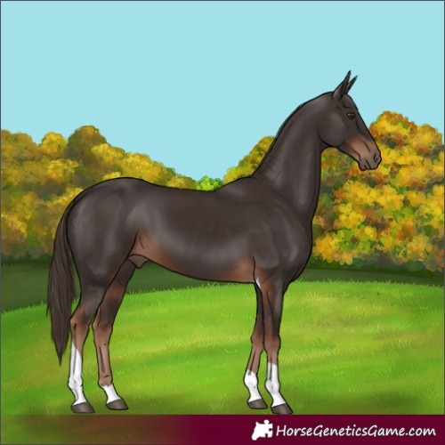 Horse Color:Liver Chestnut Tobiano 