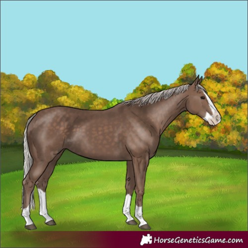 Horse Color:Silver Black Splash 