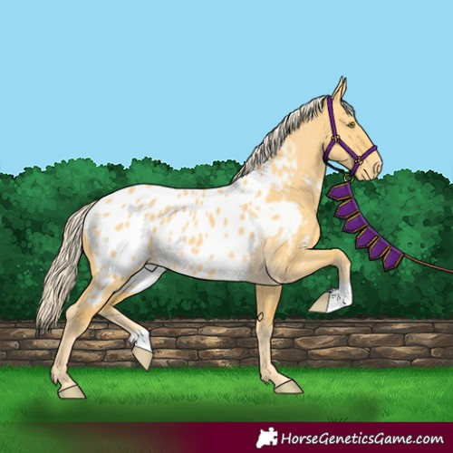 Horse Color:Palomino Dun Appaloosa 