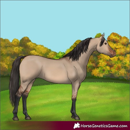 Horse Color:Bay Dun 