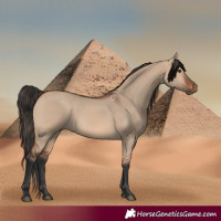 Horse Color:Bay Dun