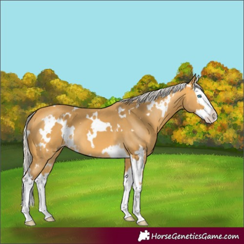 Horse Color:White Spotted Silver Buckskin Splash 
