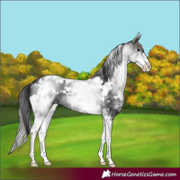 Horse Color:White Spotted Black 