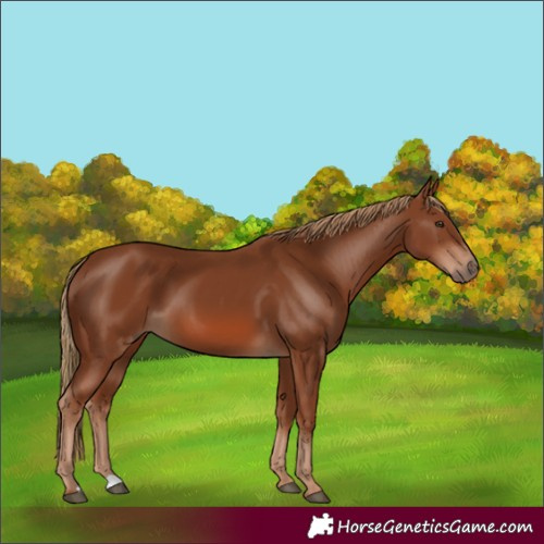 Horse Color:Chestnut 