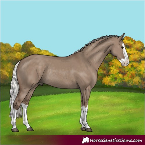 Horse Color:Silver Grullo Splash Rabicano 