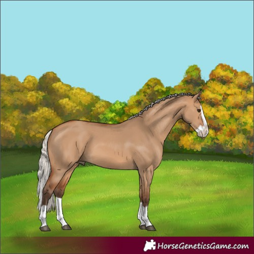 Horse Color:Silver Bay Dun Splash 