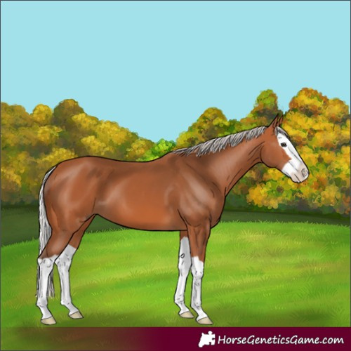 Horse Color:Silver Bay Splash