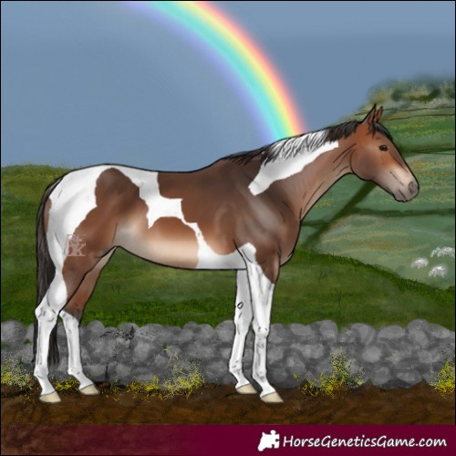 Horse Color:Bay Tobiano