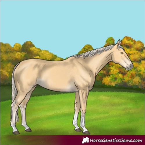 Horse Color:Palomino Tobiano 