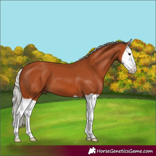 Horse Color:Silver Bay Splash 