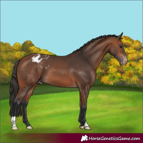 Horse Color:Bay Blanket 