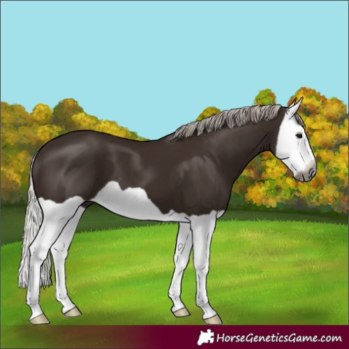 Horse Color:Gray Silver Black Splash 