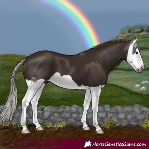 Horse Color:Gray Silver Black Splash