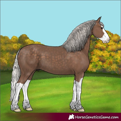 Horse Color:Silver Black Splash 