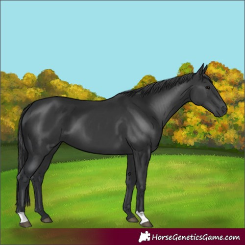 Horse Color:Black 