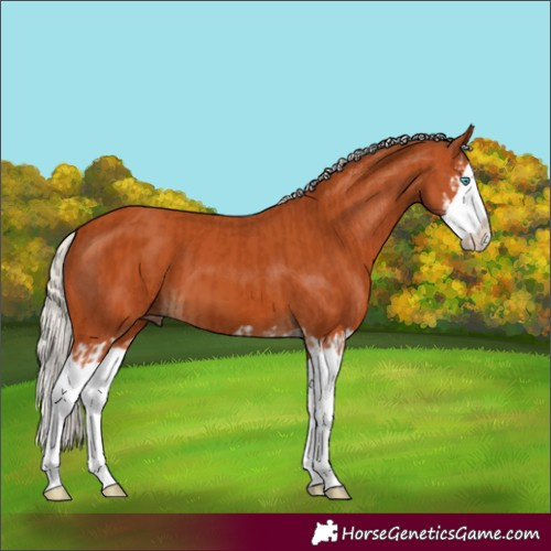 Horse Color:Silver Bay Splash  and Silver Bay Splash 