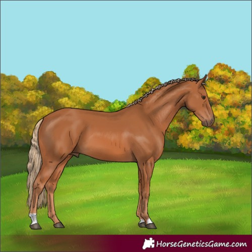 Horse Color:Chestnut 