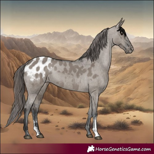 Horse Color:Grullo Sabino Appaloosa Rabicano