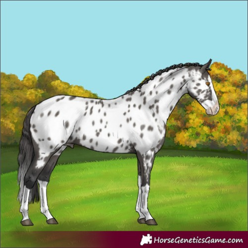 Horse Color:Grullo Splash Appaloosa 