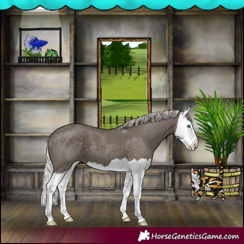 Horse Color:Silver Black Splash 
