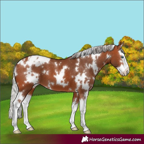 Horse Color:White Spotted Silver Bay Splash Appaloosa 