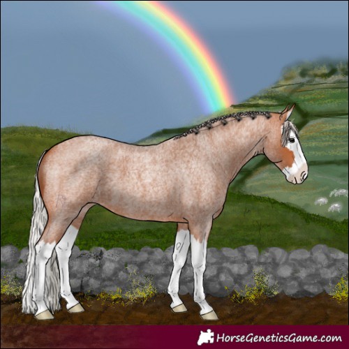 Horse Color:Silver Bay Roan Splash 