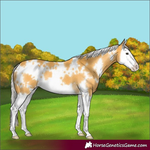 Horse Color:White Spotted Silver Buckskin Splash 