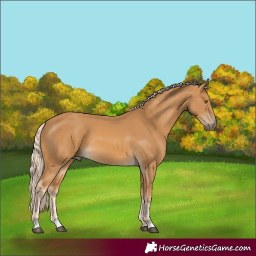 Horse Color:Palomino