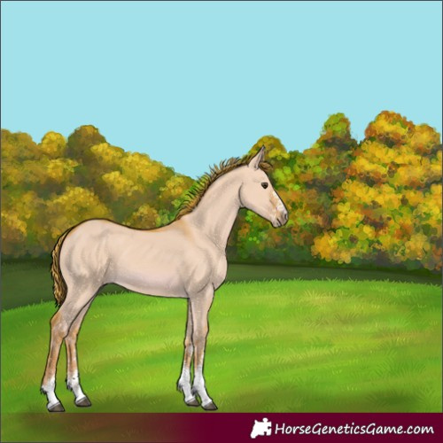 Horse Color:Watercolor White Spotted Red Dun 