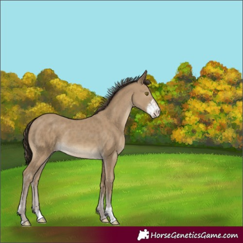 Horse Color:Classic Cream Champagne Mushroom Sabino 