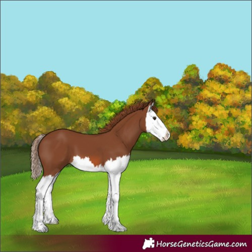 Horse Color:Chestnut Splash 