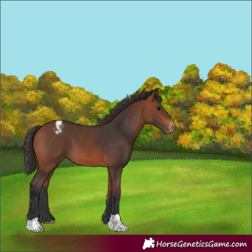 Horse Color:Bay Varnish 