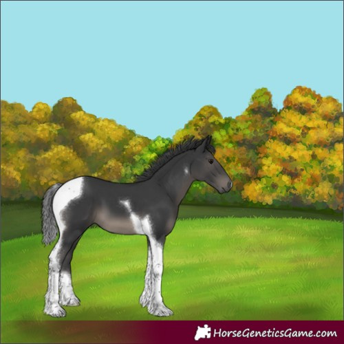 Horse Color:Black Mushroom Tobiano 