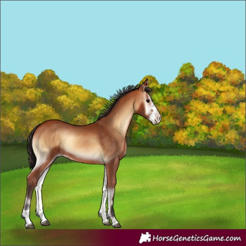 Horse Color:Bay Onyx Sabino 