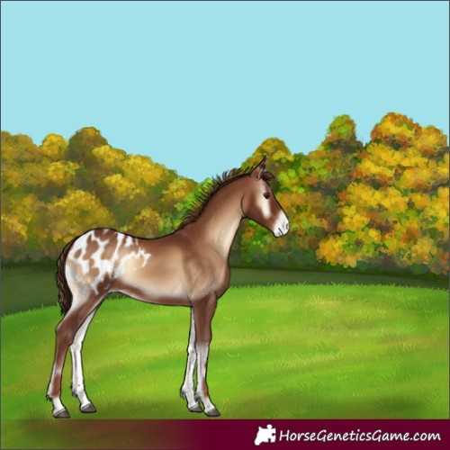 Horse Color:Red Onyx Appaloosa 
