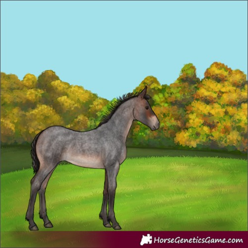 Horse Color:Brown Roan 