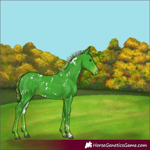 Horse Color:Watercolor White Spotted Liver Chestnut Appaloosa 