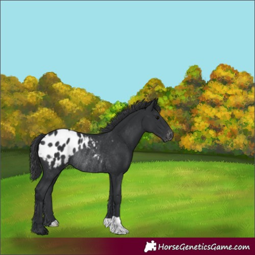 Horse Color:Black Blanket Rabicano
