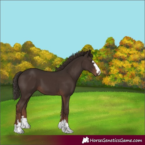 Horse Color:Liver Chestnut 
