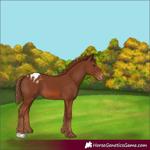 Horse Color:Chestnut Blanket 
