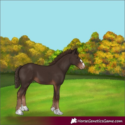 Horse Color:Liver Chestnut Appaloosa