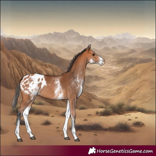 Horse Color:White Spotted Bay Appaloosa Rabicano