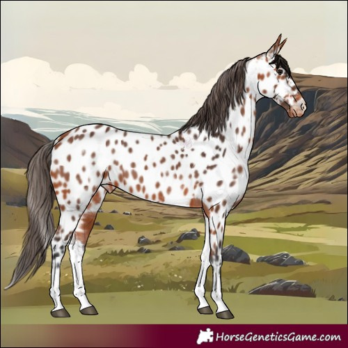 Horse Color:White Spotted Bay Appaloosa Rabicano 