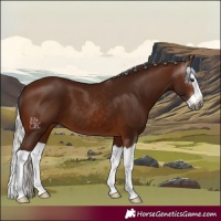 Horse Color:Gray Silver Bay Splash 