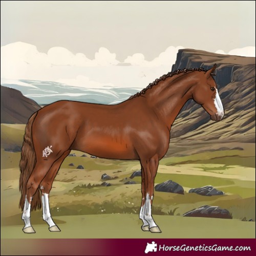 Horse Color:Chestnut 