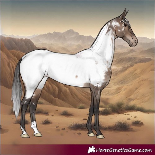 Horse Color:Brown Dun Appaloosa Rabicano