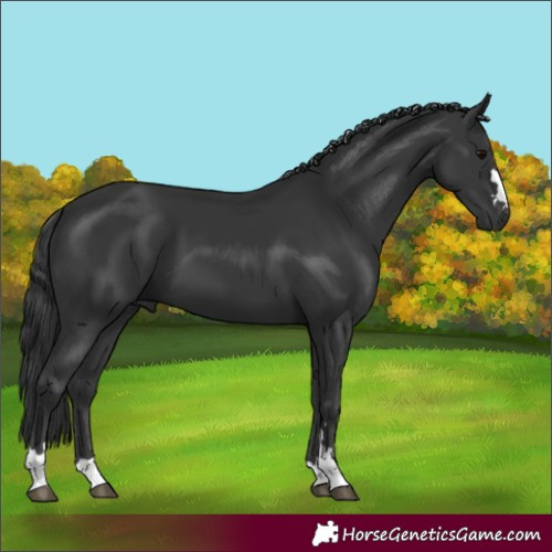 Horse Color:Black 